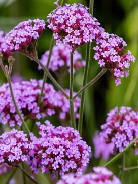 VERBENA bonariensis